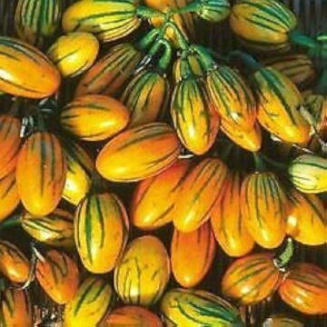 Patlidzan Striped Togo