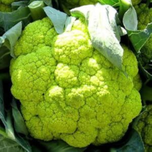 Karfiol Green Macerata