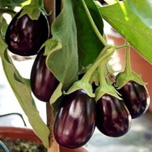 Patlidzan Patio Baby