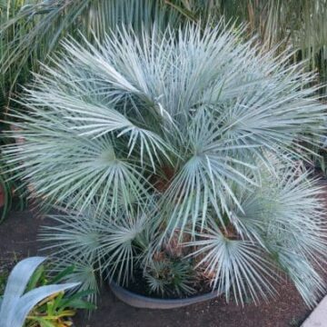 Chamaerops humilis cerifera / Plavolisna niska žumara