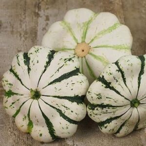 Patišon ( scallop ) Vert et Blanc