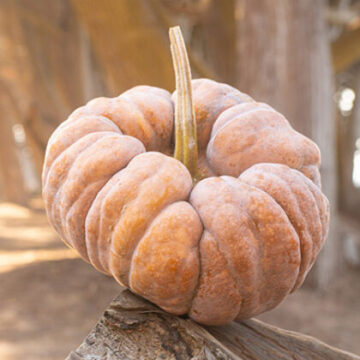 Tikva Yuxijiangbinggua