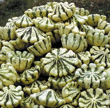 Patišon ( scallop )  Jaune et vert