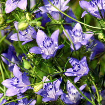 Nigella bucharica 'Blue Stars'