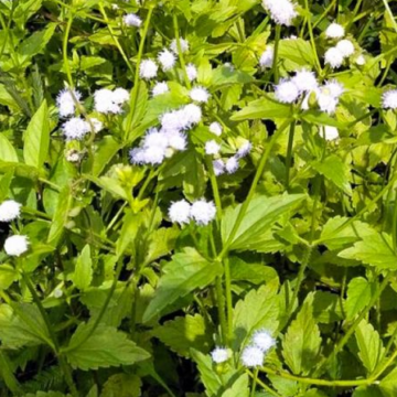 Ageratum conyzoides
