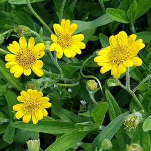 Arnica chamissonis