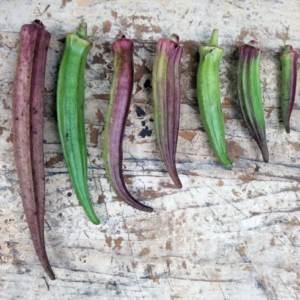 Bamija / Okra Puerto Rico Everblush