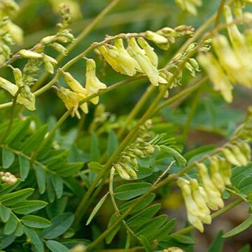 Astragalus mongholicus 'BLBP 04'