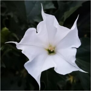 Datura stramonium