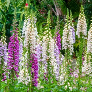 Digitalis Foxy Mixed