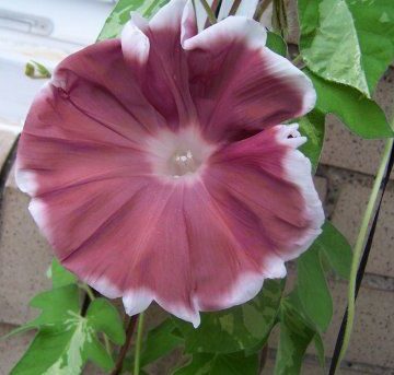 Ipomoea Nil Chocolate