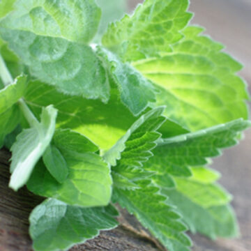 Mentha spicata Eucalyptus / Eukaliptus Nana