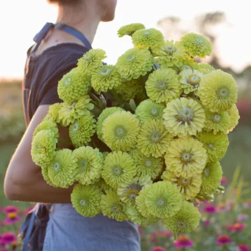 Zinnia Elegans Queen Lime Green