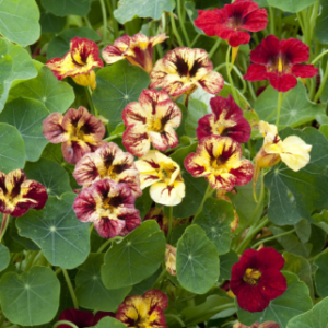 Tropaeolum minus / Dragoljub Bloody Mary