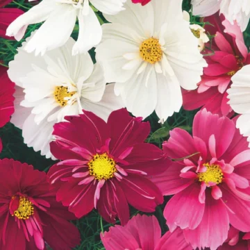 Cosmos b. Gazebo Red & White Mix