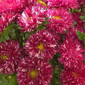 Callistephus chinensis / Matsumoto Red Striped