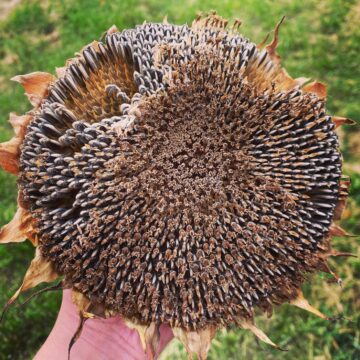 Suncokret Mongolian Giant