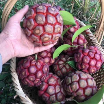 Kadsura coccinea