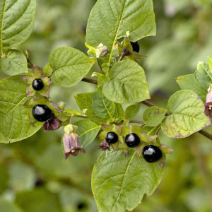 Atropa belladona