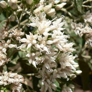 Vernonia amygdalina