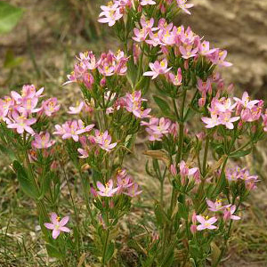 Centaurium erythraea / Kičica