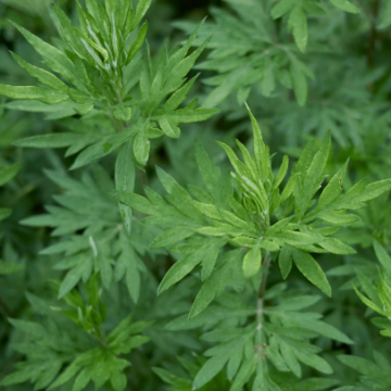 Artemisia vulgaris / Crni pelin