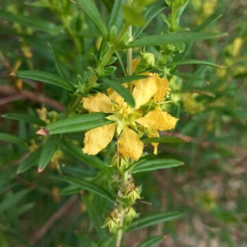 Heimia salicifolia