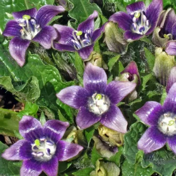 Mandragora autumnalis