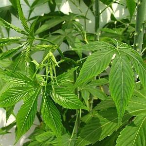Rubus suavissimus / Šećerna malina/ Zamena za šećer