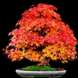 Acer sieboldianum