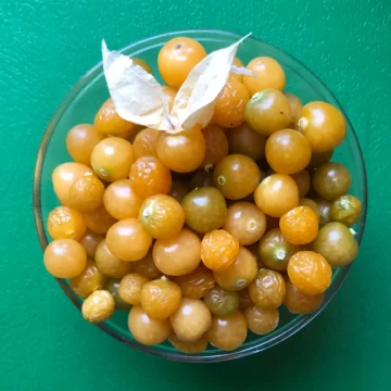 Physalis Drott's Yellow