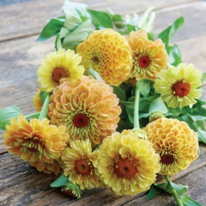 Zinnia Queeny Lemon Peach