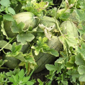 Dinja AO-OO-Naga-Shima-Uri