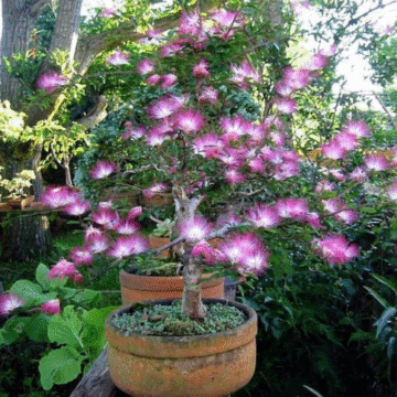 Calliandra eriophylla