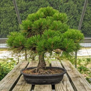 Pinus Nigra