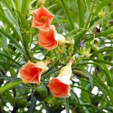 Thevetia / Cascabela thevetia