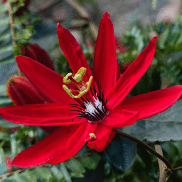Passiflora Manicata