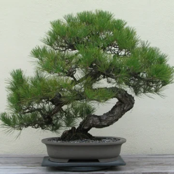 Pinus Thunbergii / Japanski crni bor