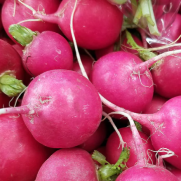 Rotkvica Pink Beauty